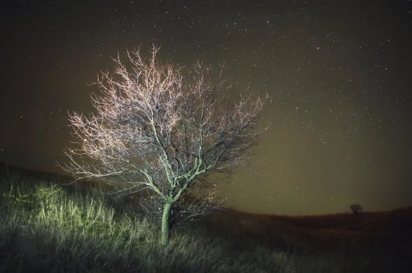 Árbol solitario y cielo nocturno — Foto de Stock