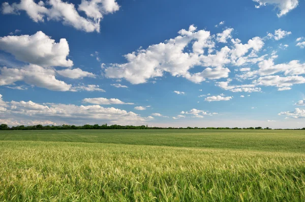 Ängen av vete — Stockfoto