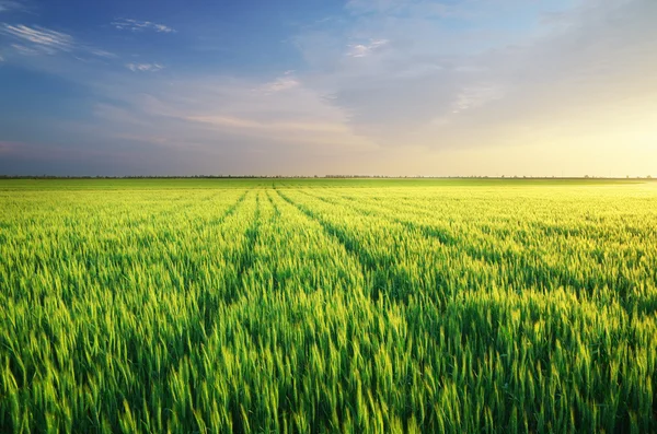 草地上的小麦 — 图库照片