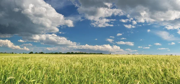 Panorama meadow of wheat — Stock Photo, Image