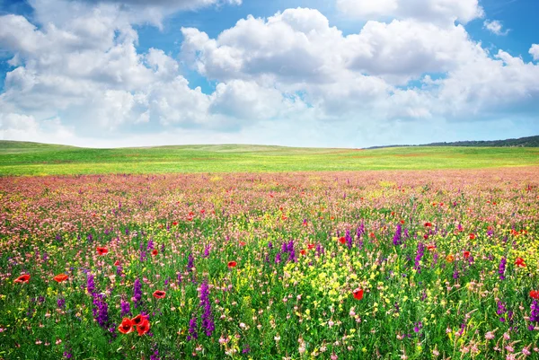 Spring flower meadow — Stock Photo, Image