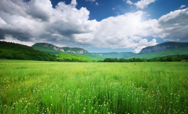 Spring meadow — Stock Photo, Image