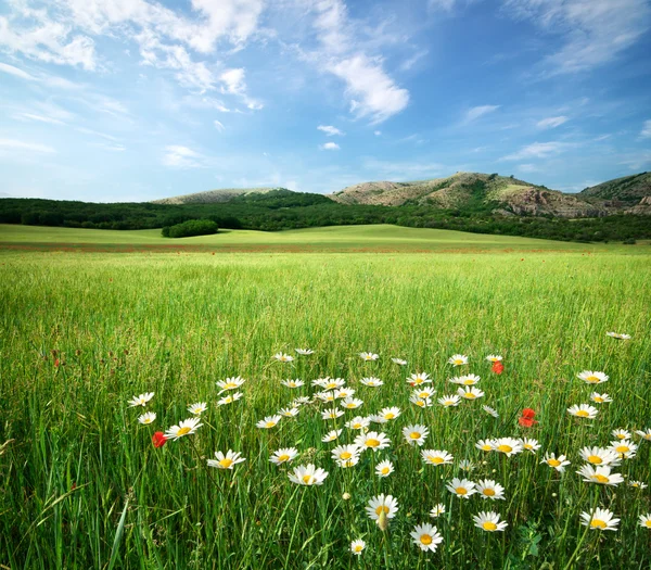 Hermoso paisaje del prado — Foto de Stock