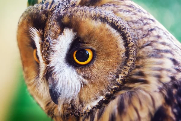 Owl portrait. — Stock Photo, Image