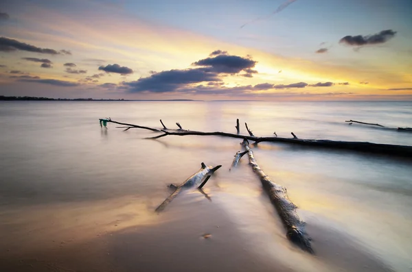 Snag on the shore — Stock Photo, Image