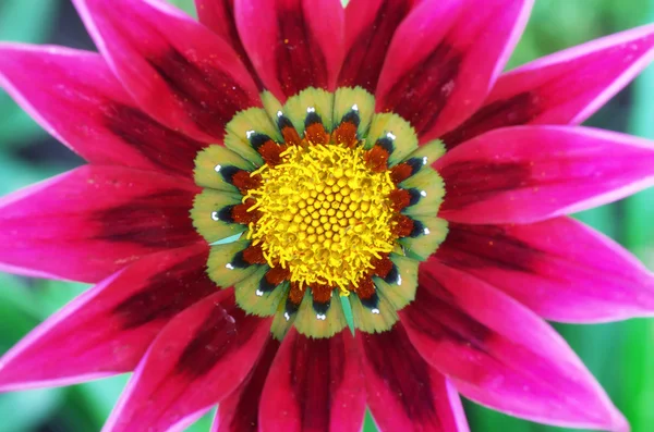 Macro of flower — Stock Photo, Image