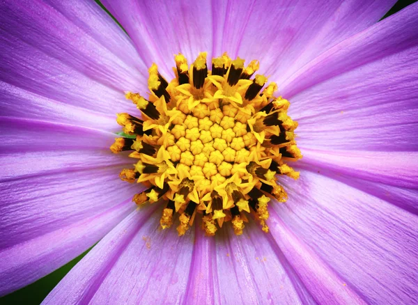 Macro of flower — Stock Photo, Image