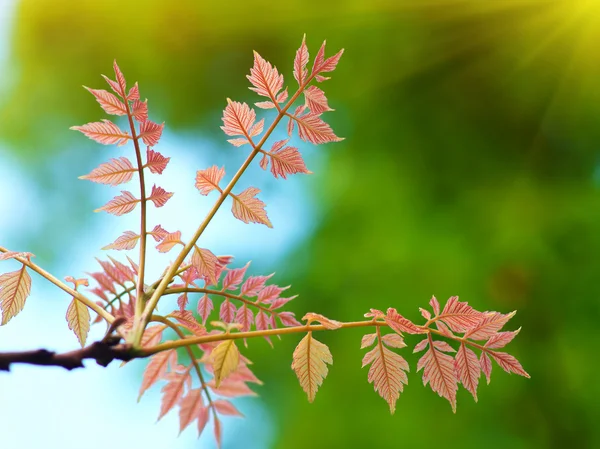 Spring leaf. — Stock Photo, Image
