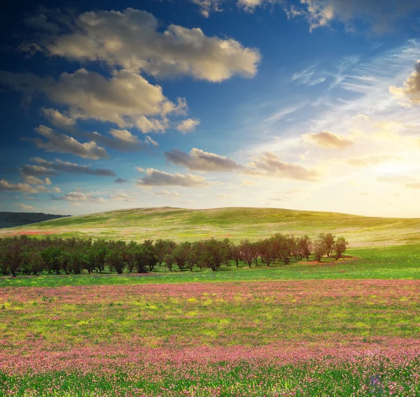 Lente bloem weide — Stockfoto