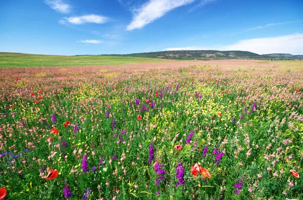 春の花の草原 — ストック写真