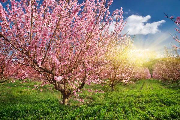 Jardim de primavera . — Fotografia de Stock