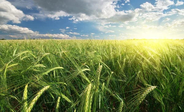 Луг пшениці — стокове фото