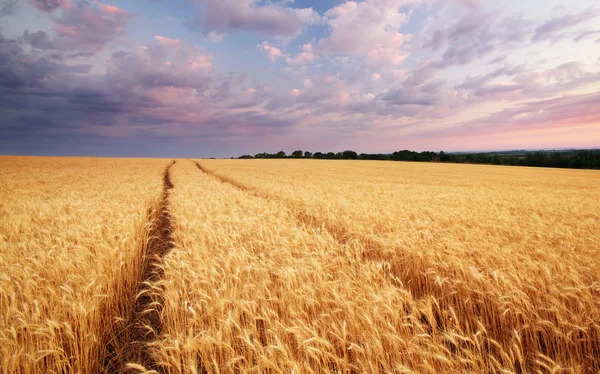 小麦の牧草地. — ストック写真