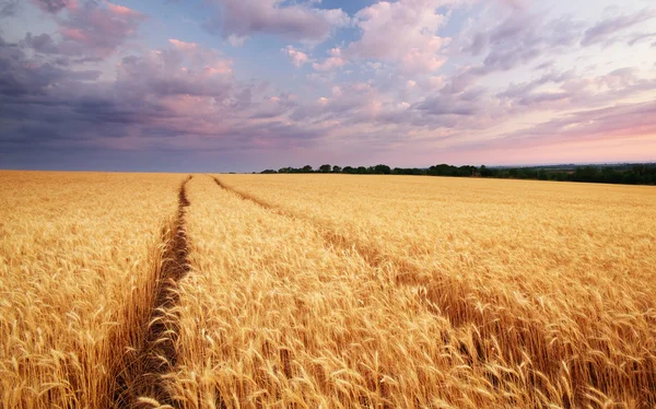 Pradera de trigo . — Foto de Stock