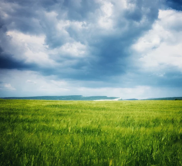 Meadow of wheat. — Stock Photo, Image