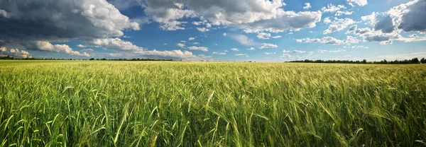 Panorama łąka pszenicy — Zdjęcie stockowe