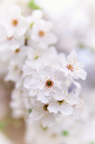 Flor de primavera árbol blanco — Foto de Stock