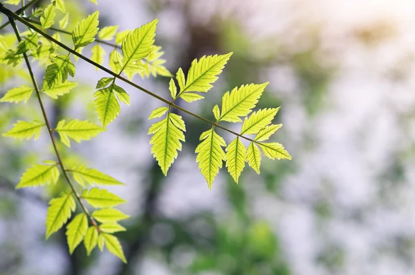 Spring leaf — Stock Photo, Image