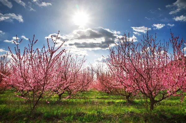 Pomar jardim . — Fotografia de Stock