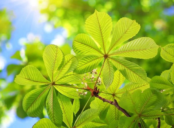 Lente blad — Stockfoto