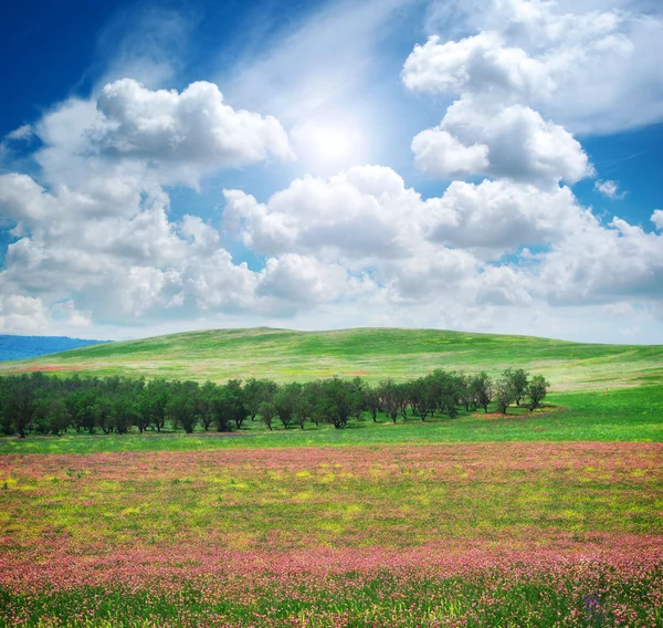 Våren blomma äng — Stockfoto