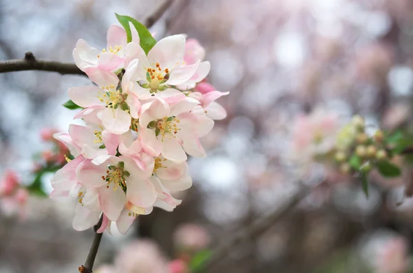 Lente blad — Stockfoto