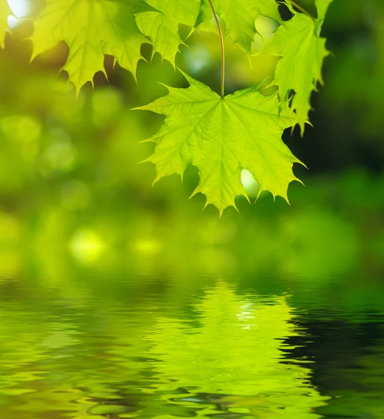 Hoja de primavera — Foto de Stock