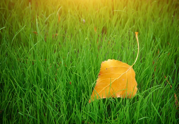 Erstes Herbstblatt — Stockfoto