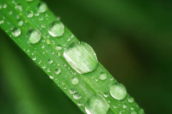 Makro av regndroppe — Stockfoto