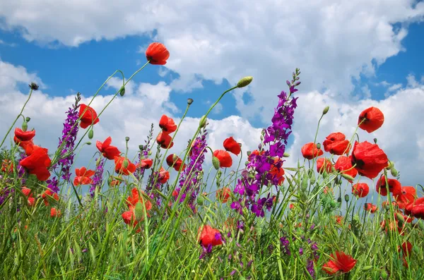 Poppies alanında — Stok fotoğraf