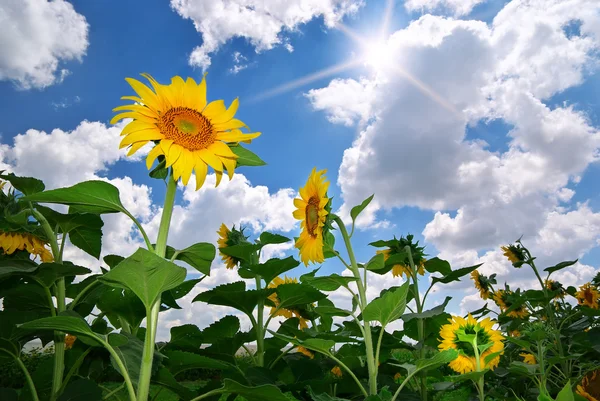 Meadow of sunflowers — Stock Photo, Image