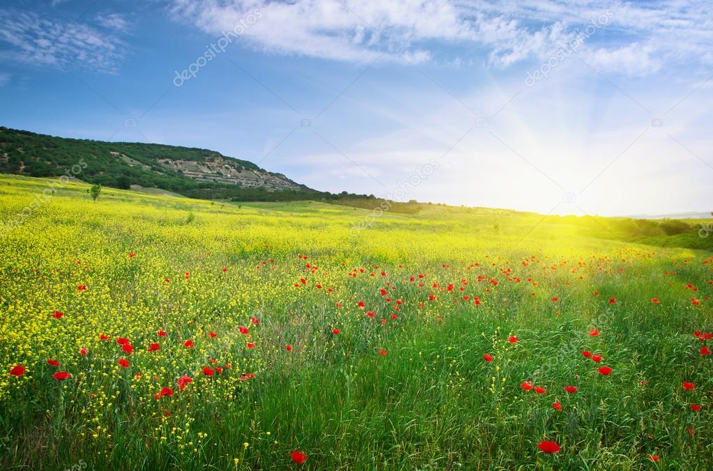 Фото луг цветов Фото луг цветов