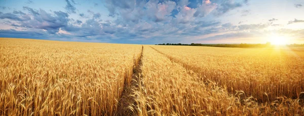 Meadow of wheat. — Stock Photo, Image