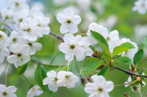 Spring tree flower. — Stock Photo, Image