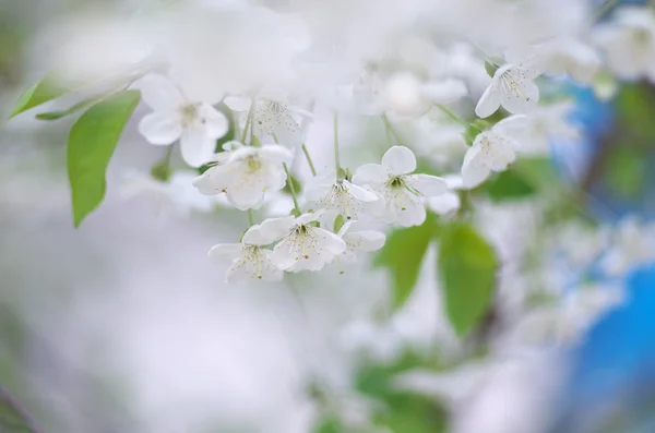 Jarní strom květ sada — Stock fotografie