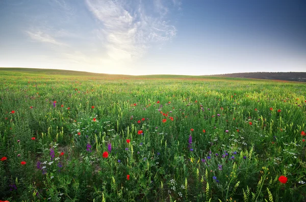 Frühlingswiese — Stockfoto