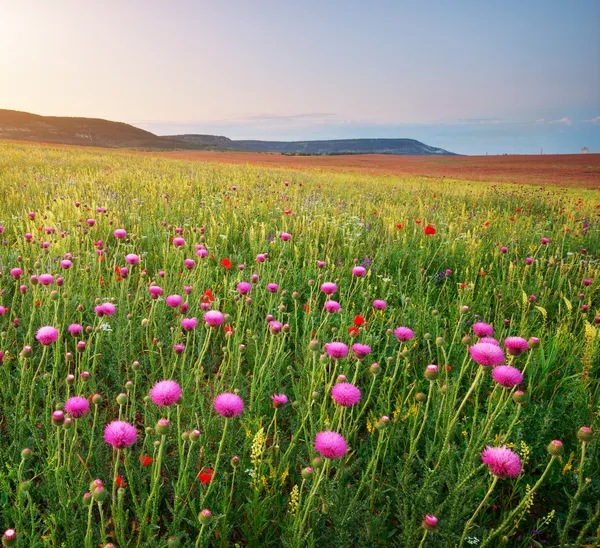 Silybum bloemen — Stockfoto