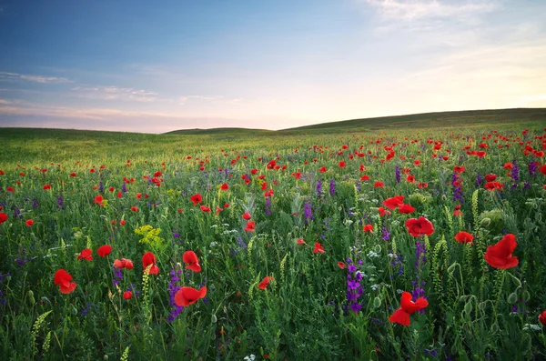 Lente weide. — Stockfoto