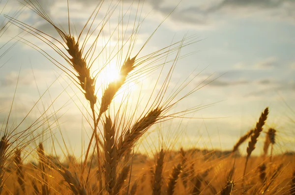 Cereal of wheat — Stock Photo, Image