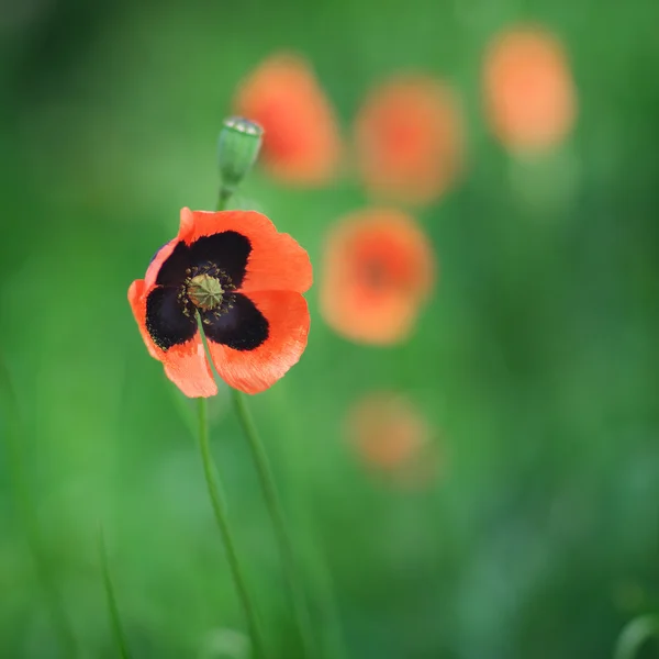 Spring  poppy — Stock Photo, Image