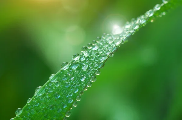 Makro dešťová kapka. — Stock fotografie