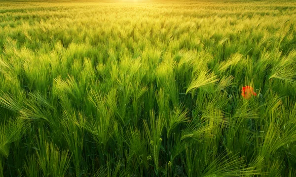 草地上的小麦纹理 — 图库照片