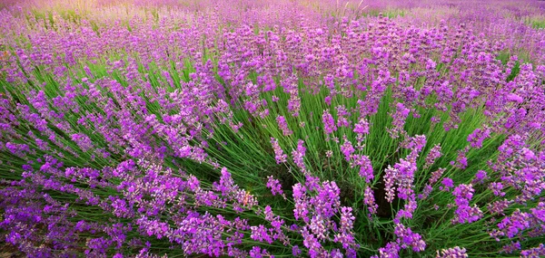Lavender texture — Stock Photo, Image