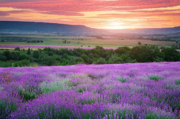 Prado de lavanda — Fotografia de Stock