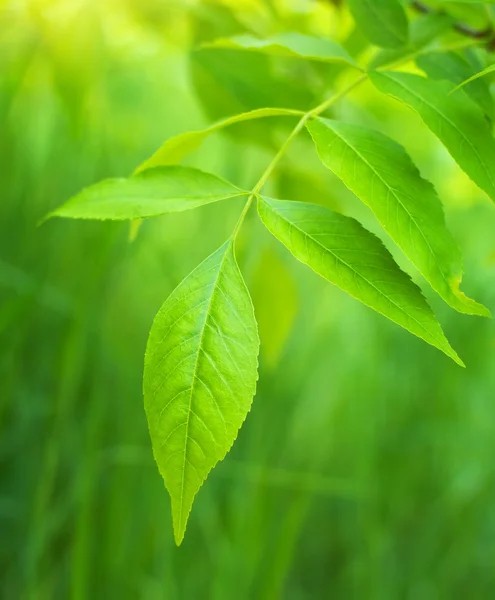 Våren blad — Stockfoto