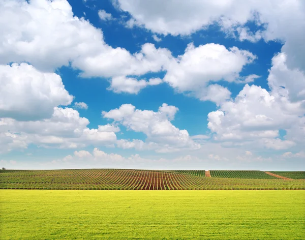 Rolnictwo i winnicy łąka — Zdjęcie stockowe
