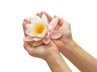Water lily in woman hands. Element of design. clipart