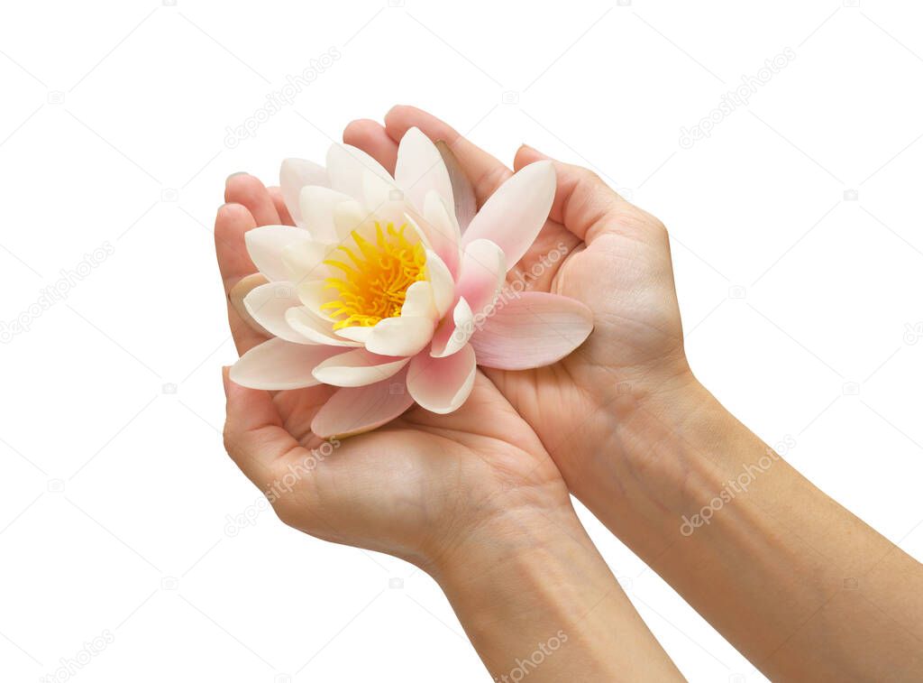 Water lily in woman hands. Element of design.