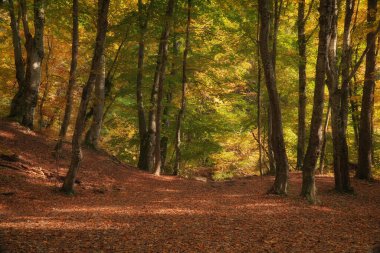 Sonbahar ormanı ve güneş ışığı. Doğa manzarası.