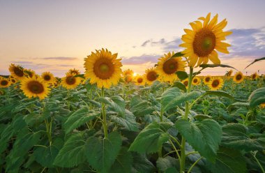 Gün batımında ayçiçeği çayırı. Doğanın kompozisyonu.